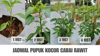 Pupuk Cabe Rawit Umur 1 Minggu Sampai 4 Minggu Jadi Subur Dan Cepat Berbunga Dewata 76 F1