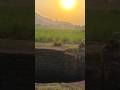 Marathi song #jhuluk varyachi #shetkari #shorts #ashabhosle