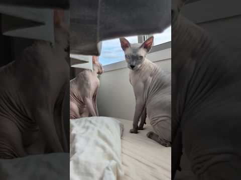 のんびり黄昏る毛のない猫たち【スフィンクス】