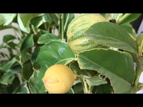 Видео: Седмично Зареждане на Сортови Цитруси Овошки и Цветя 18.01.23
