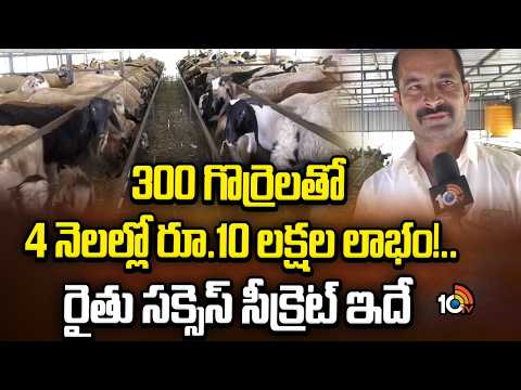 Farmer Success Story | 300 గొర్రెలతో 4 నెలల్లో రూ.10 లక్షల లాభం!.. రైతు సక్సెస్ సీక్రెట్ ఇదే | 10TV - 10TVNEWSTELUGU