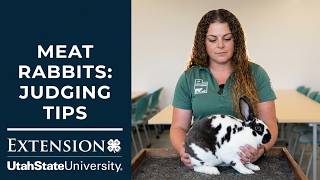 Meat Rabbits; Judging Tips