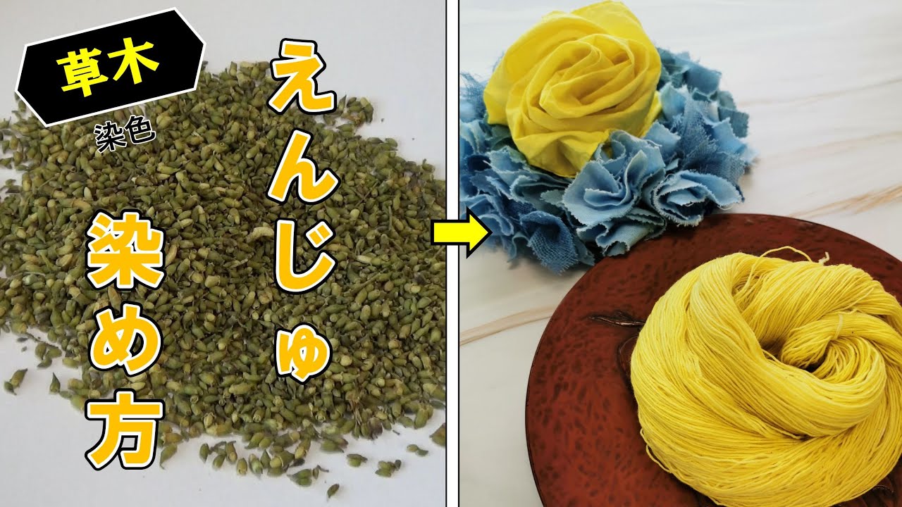 【草木染】えんじゅで黄色に染めるやり方/Dyeing in yellow with enju dyeing - YouTube
