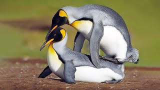 Challenging Mating Process of Emperor Penguins