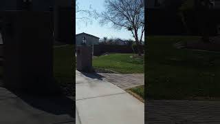Two Roadrunners In My Neighborhood #GreaterRoadrunner
