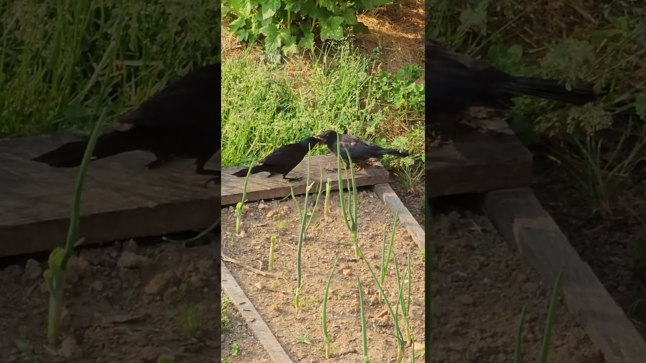 Wild Grackle Feeding Baby