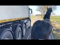 Part 4. Backing the Friesian horses to drive, the 3 year olds: Eefje, Elbrich and Frieda.