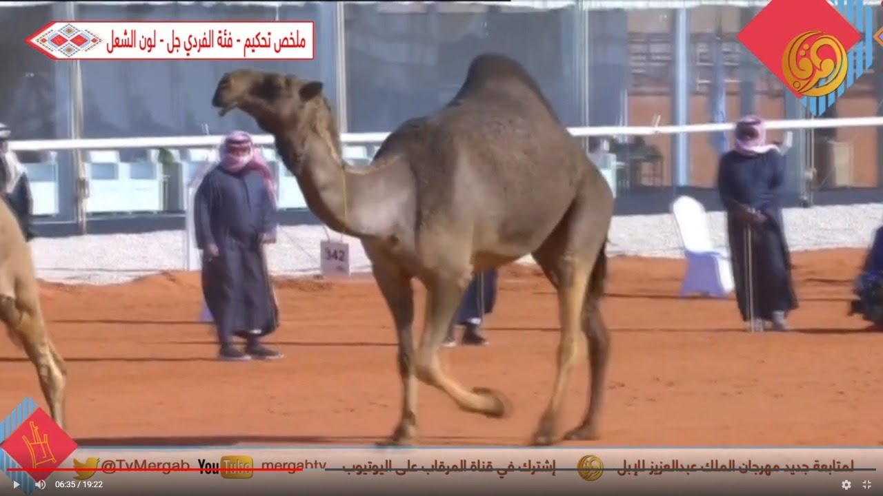 ملخص تحكيم - فئة الفردي جل - لون الشعل  الخميس 26-12-2019م #مهرجان_الملك_عبدالعزيز_للإبل_4