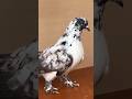 Iranian kabootar #pigeon #bird #animal #flying