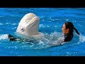 White Dolphin Show At Yokohama Hakkeijima Sea Paradise 【4K】