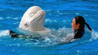 White Dolphin Show At Yokohama Hakkeijima Sea Paradise 【4K】