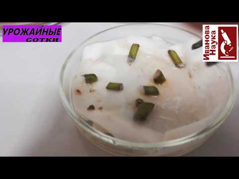 วีดีโอ: Verticillium On Dahlias – เคล็ดลับสำหรับการรักษา Dahlia Verticillium Wilt