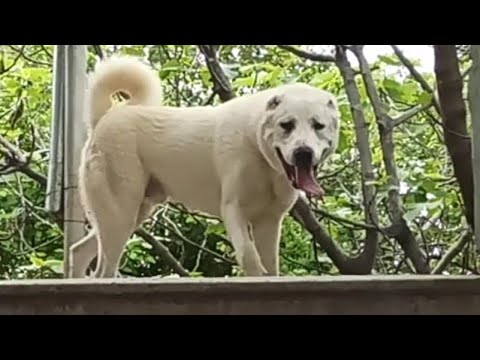 ქოსა ნაგაზი ხოდა და აფინა იზრდებიან  ლომაძაღლები ))) რას იტყვით შევარიგოთ ხოდა და ზარრა???