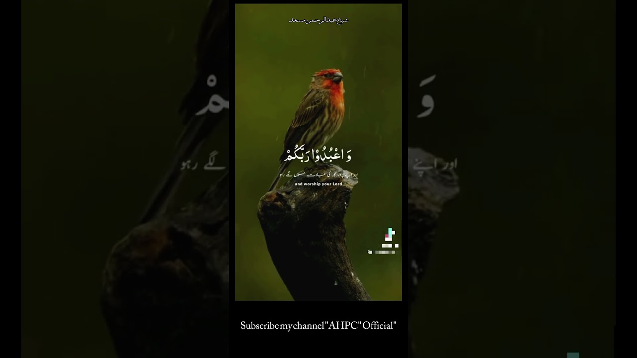 Most Beautiful Quran Recitation with urdu & English translation | #Quran #islamic # status # Qari