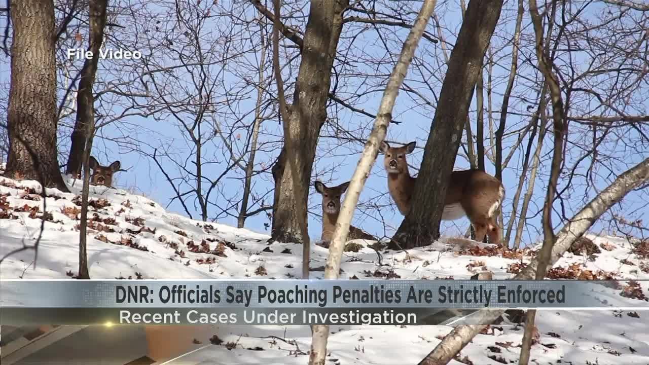 DNR investigating 10 local cases of deer poaching 