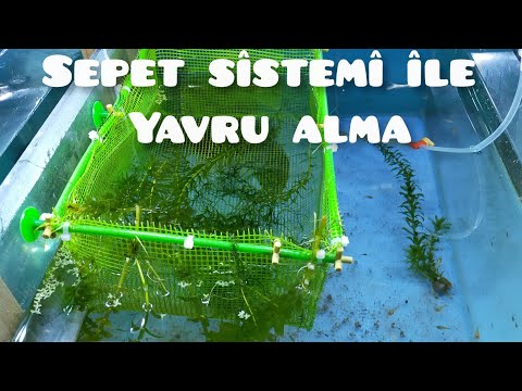 Lepistesler den sepet sistemi ile yavru alma yöntemi sonuç harika (guppy basket system)