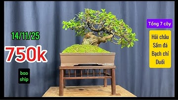Bonsai TRƯỜNG THI | Tổng thanh lý 7 cây bonsai mini giá rẻ, hải châu, duối, sầm đá, bạch chỉ.
