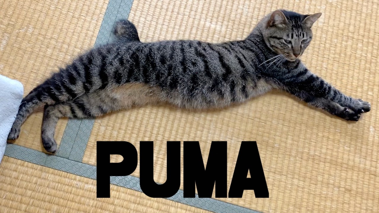 A cat that looks like the Puma logo. - YouTube