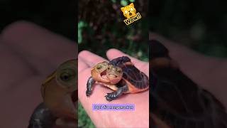 Kura kura berkepala dua | Langka dan mistis 😳 #hewanlucu #kurakura #vidiolucu #komedi #mistis