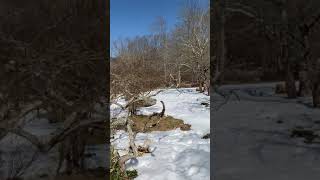 Not your typical showing in Westchester NY