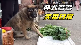 This dog, who helps people sell vegetables in the market every day, is both cute and funny