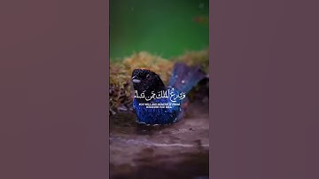 قرآن كريم #اكسبلور #دويتو #duet #تيك_توك #لايك #متابعه