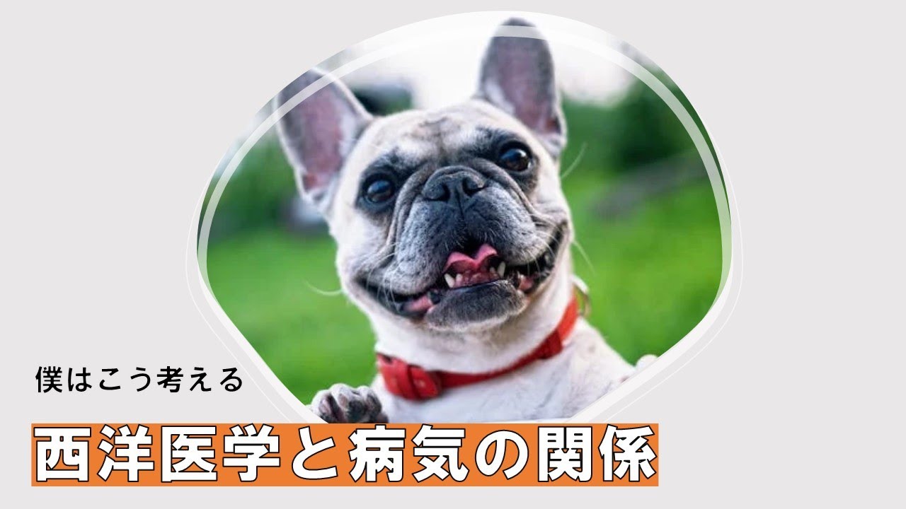 【栄養療法　犬】私が考えるくすりの役割