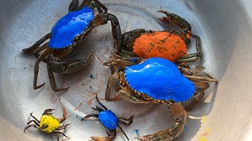 Thảo Cady lái máy xúc giải cứu các con vật, con cua, máy xúc, xe tải, cua xanh, cua vàng,