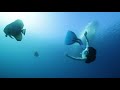 沖縄でシュノーケリング！モノフィンでツバメウオと遊ぶ｜Freediving - longfin batfishes with monofin