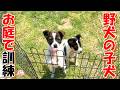【保護犬 子犬】野犬の子犬 お庭で訓練