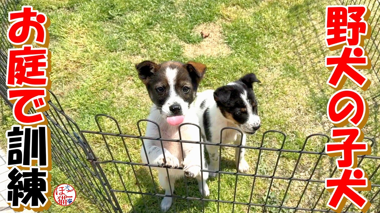 【保護犬 子犬】野犬の子犬 お庭で訓練