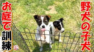 【保護犬　子犬】野犬の子犬 お庭で訓練