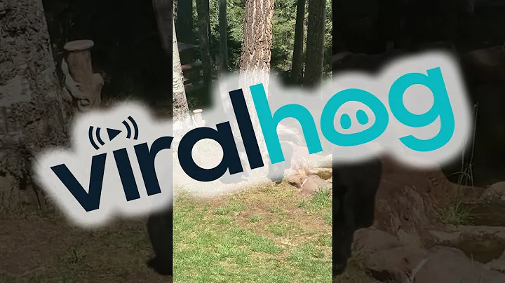 3-Legged Mama and Her Cubs || ViralHog