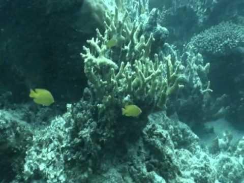 Snorkel - this one is for the kids