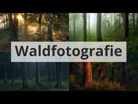 Video: Wie Fotografiert Man Einen Wald