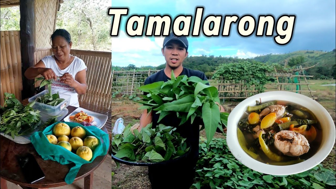 Ep.658- Nagsigang ng isda gamit ang bunga ng tamalarong | Buhay Probinsya