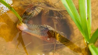 HOW TO CATCH CRAWFISH IN YOUR FRONT YARD!! (EASY) Crawfishing 2024!