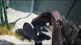 L240 Leporacanthicus cf. Galaxias [ Vampire Pleco ]