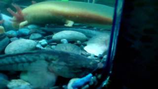 Salamandra Y Pez Dragon