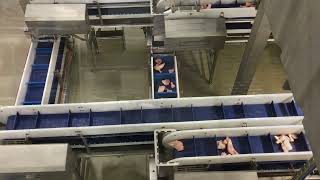Cabinplant weighing and packing line for mixed portions Poultry