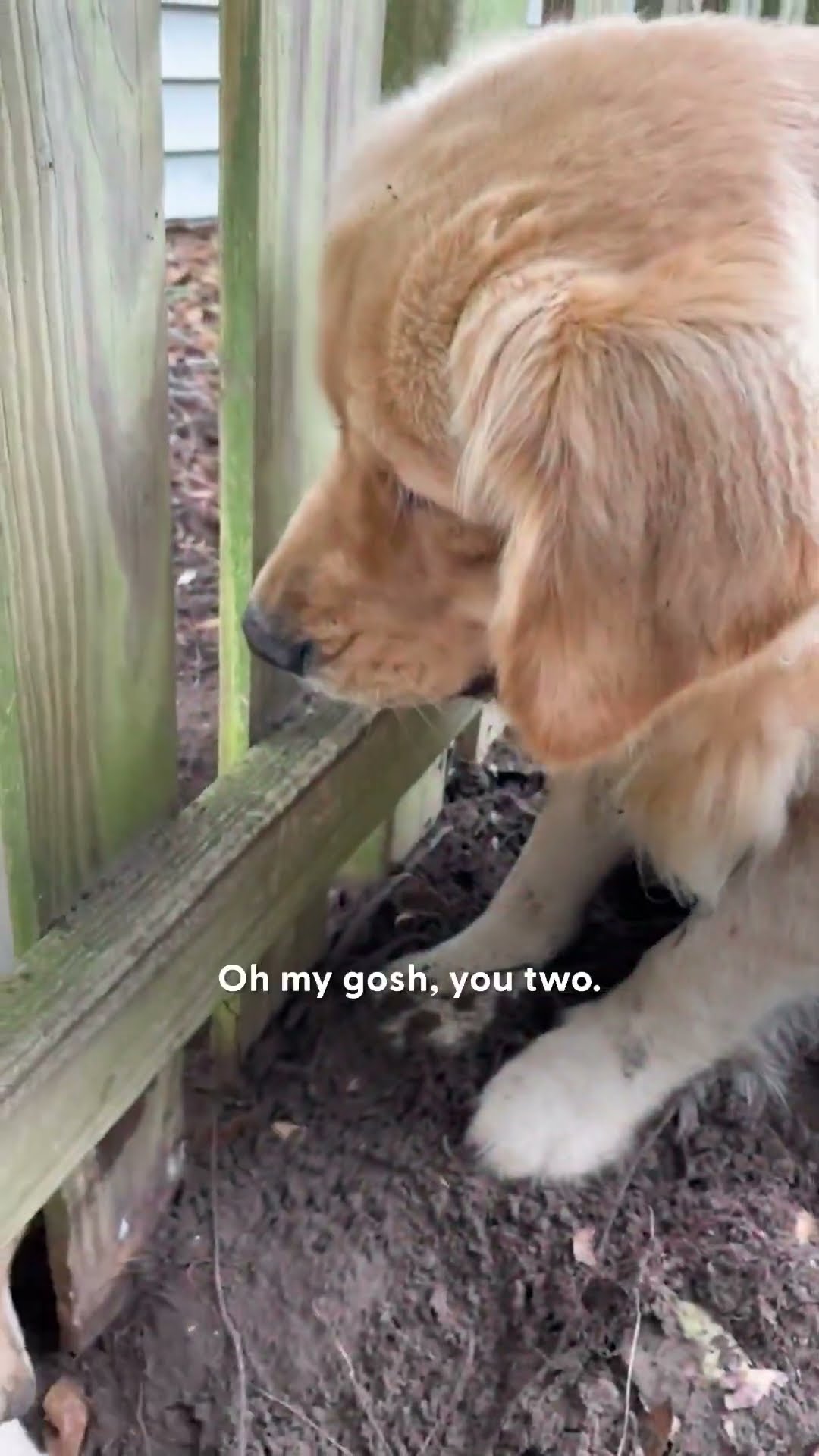 Dog Falls In Love With New Neighbor's Puppy! | The Dodo