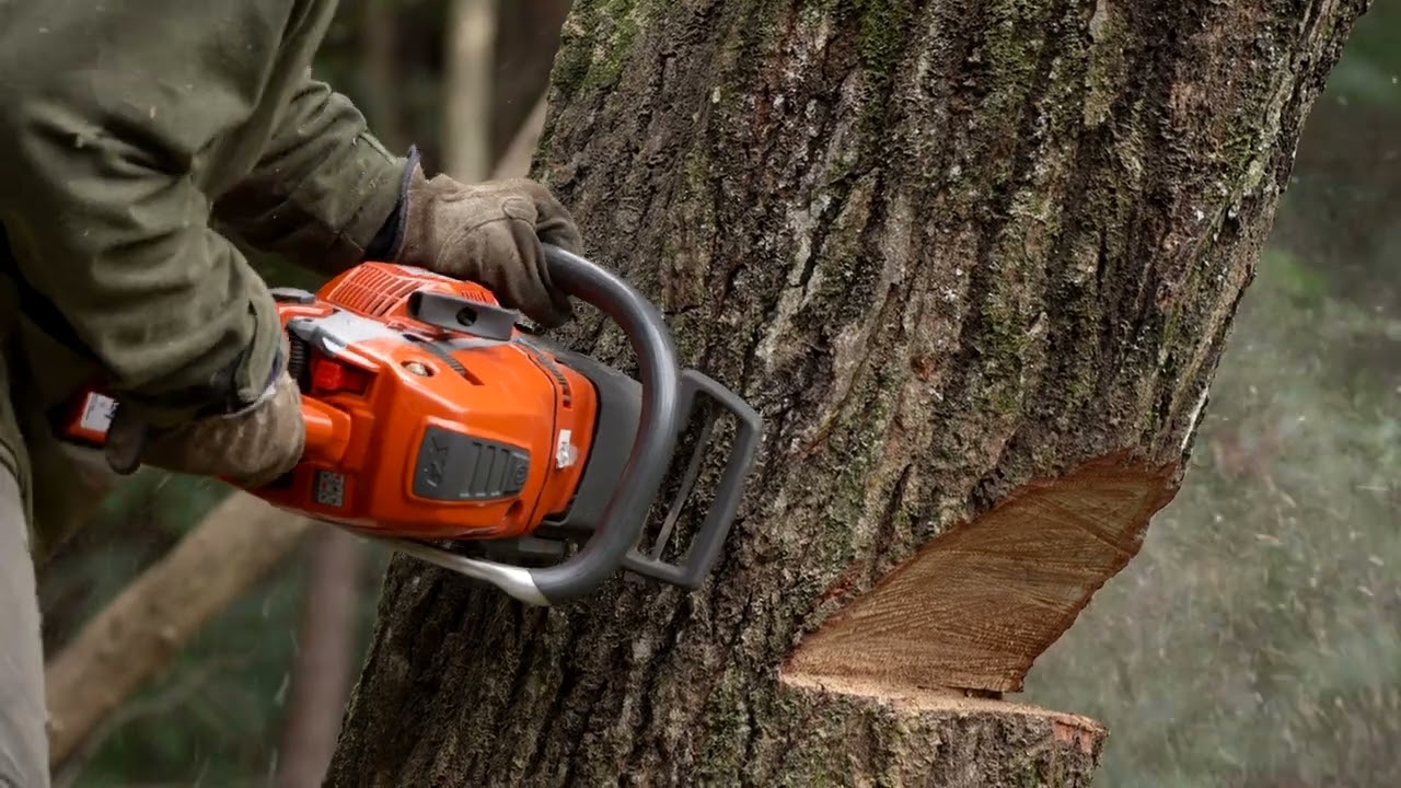 小豆島（土庄町）と林業