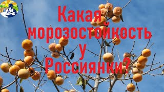 Какая морозостойкость у Россиянки?