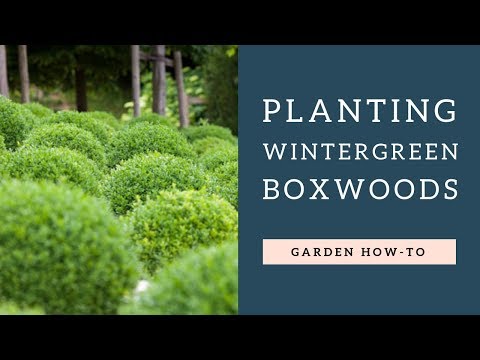 Video: Boxwood - Evig Grønn Langlever