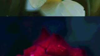 Çiçek duvar kağıtları #2 screenshot 1