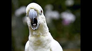 How To Keep A Cockatoo Quiet screenshot 5