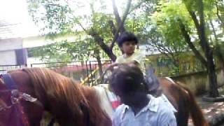 Gulbaba riding horse