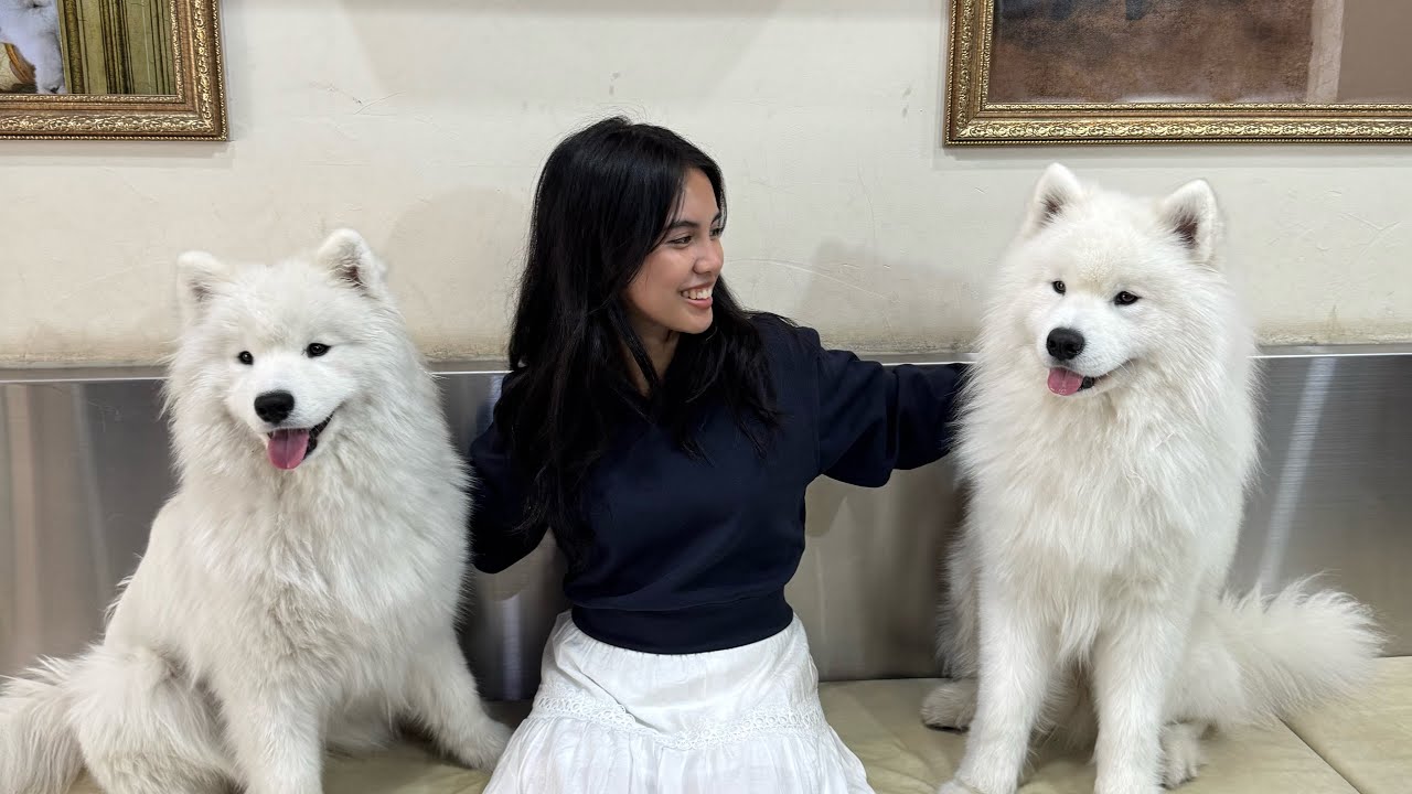 seoul diaries 🦙🏯🐾 alpaca world, nami island, samoyed cafe, a daytrip to suwon