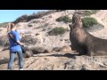 Talking With Elephant Seals