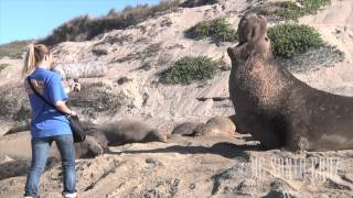 Talking With Elephant Seals